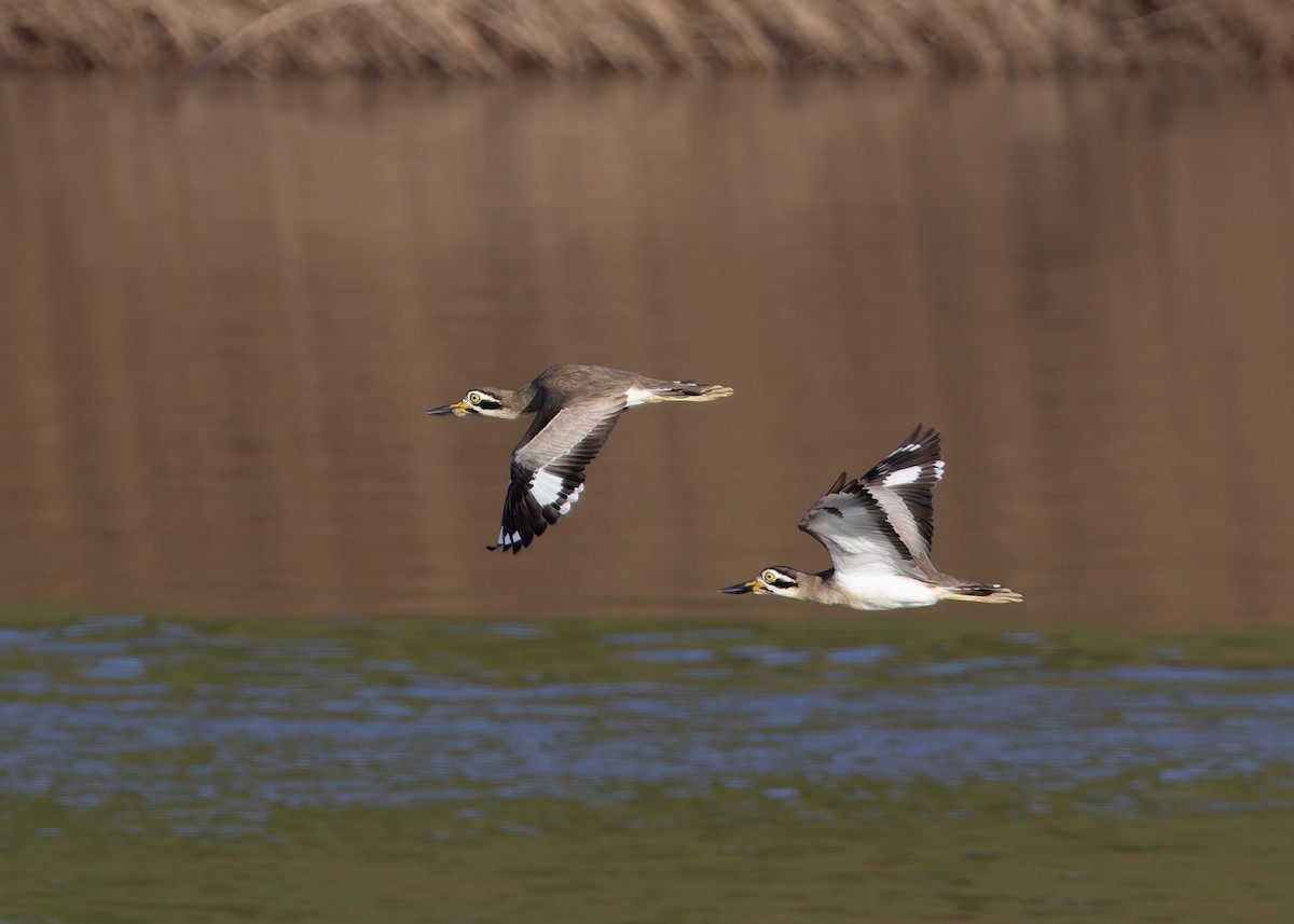 Great Thick-knee - ML646730742
