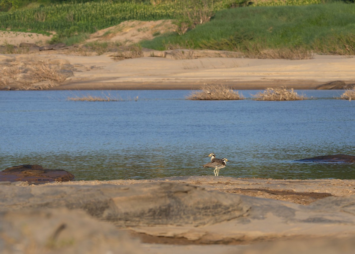 Great Thick-knee - ML646730743