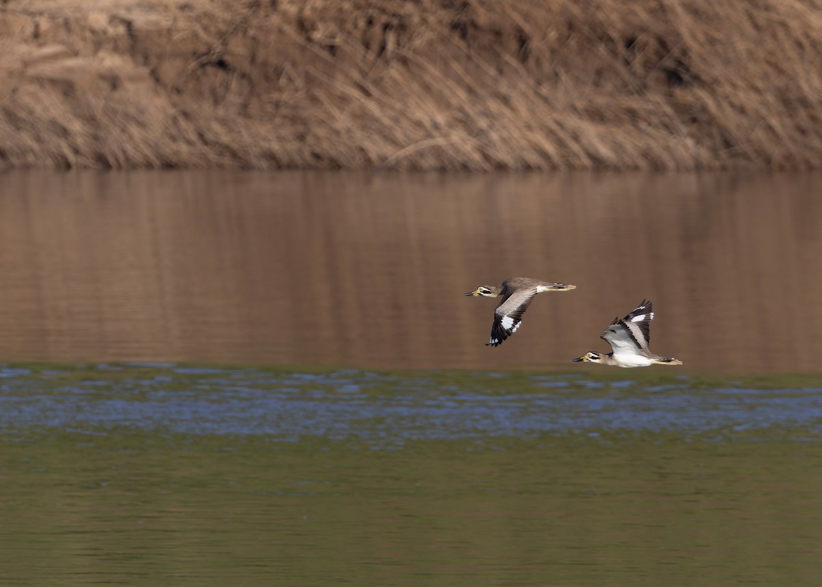 Great Thick-knee - ML646730744