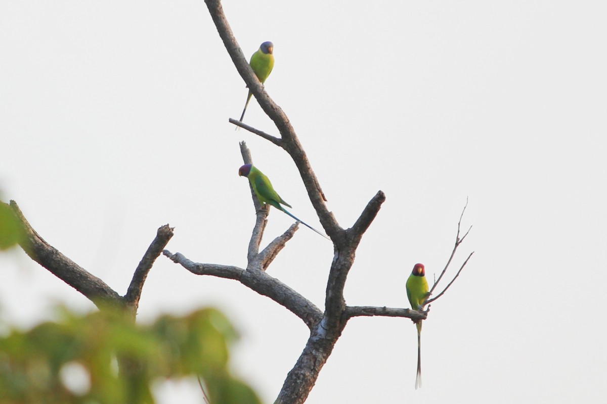 Plum-headed Parakeet - ML646730746