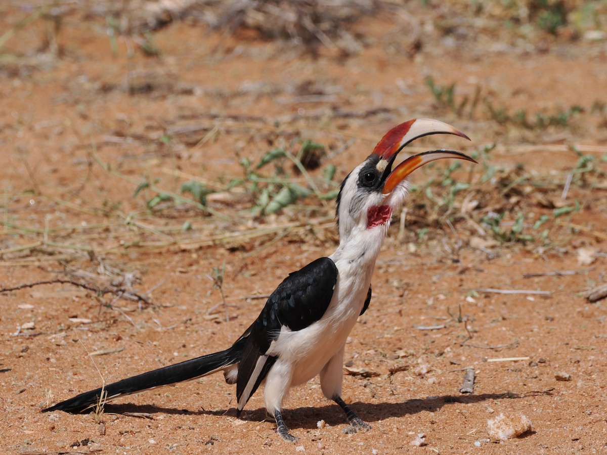 Von der Decken's Hornbill - ML646730747