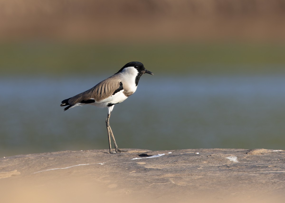 River Lapwing - ML646730749