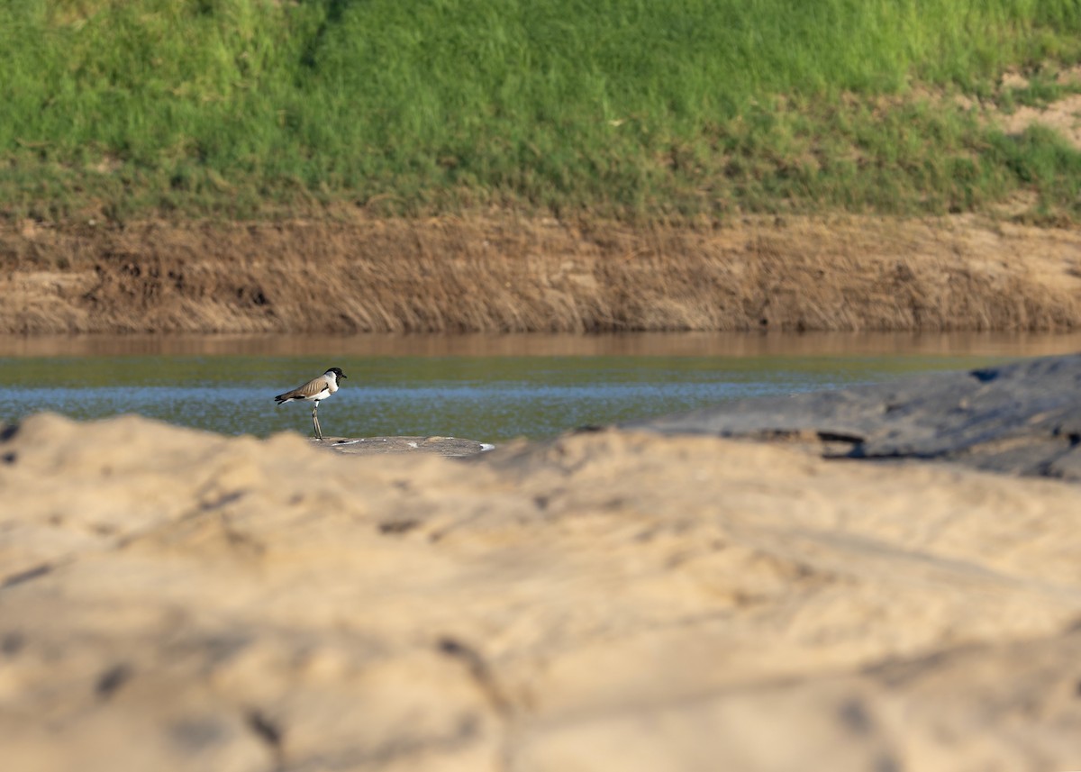 River Lapwing - ML646730750