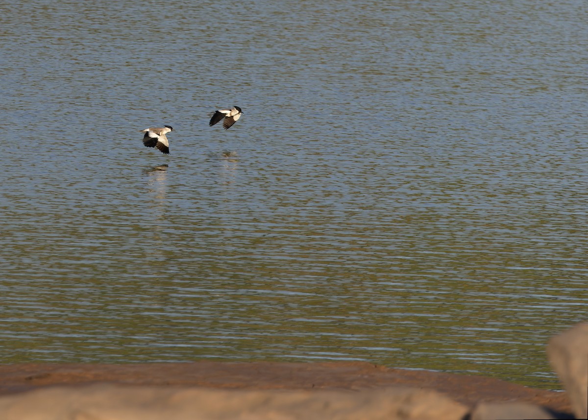 River Lapwing - ML646730751
