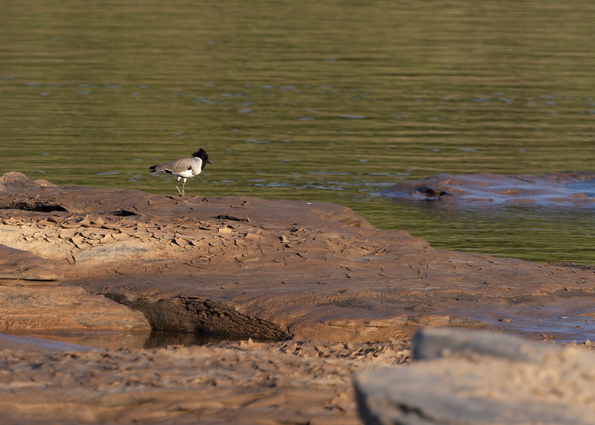 River Lapwing - ML646730752