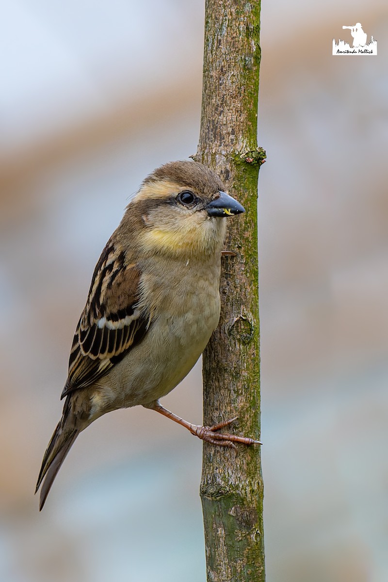Russet Sparrow - ML646730753