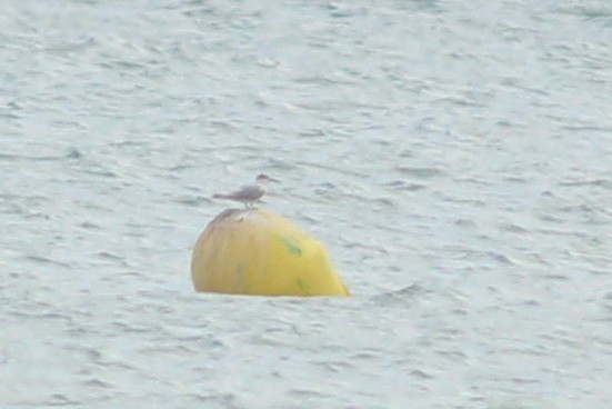 Пестроносая крачка - ML646730754