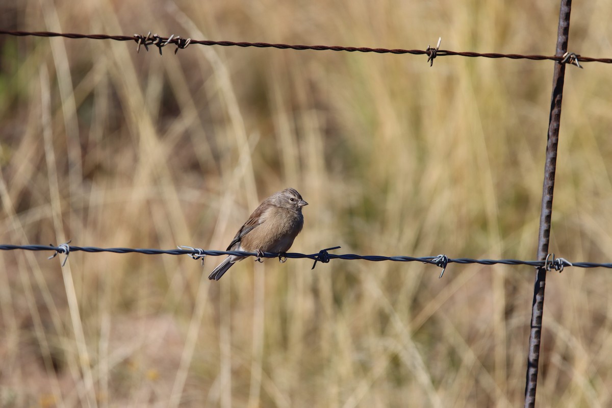 Drakensberg Siskin - ML646730756