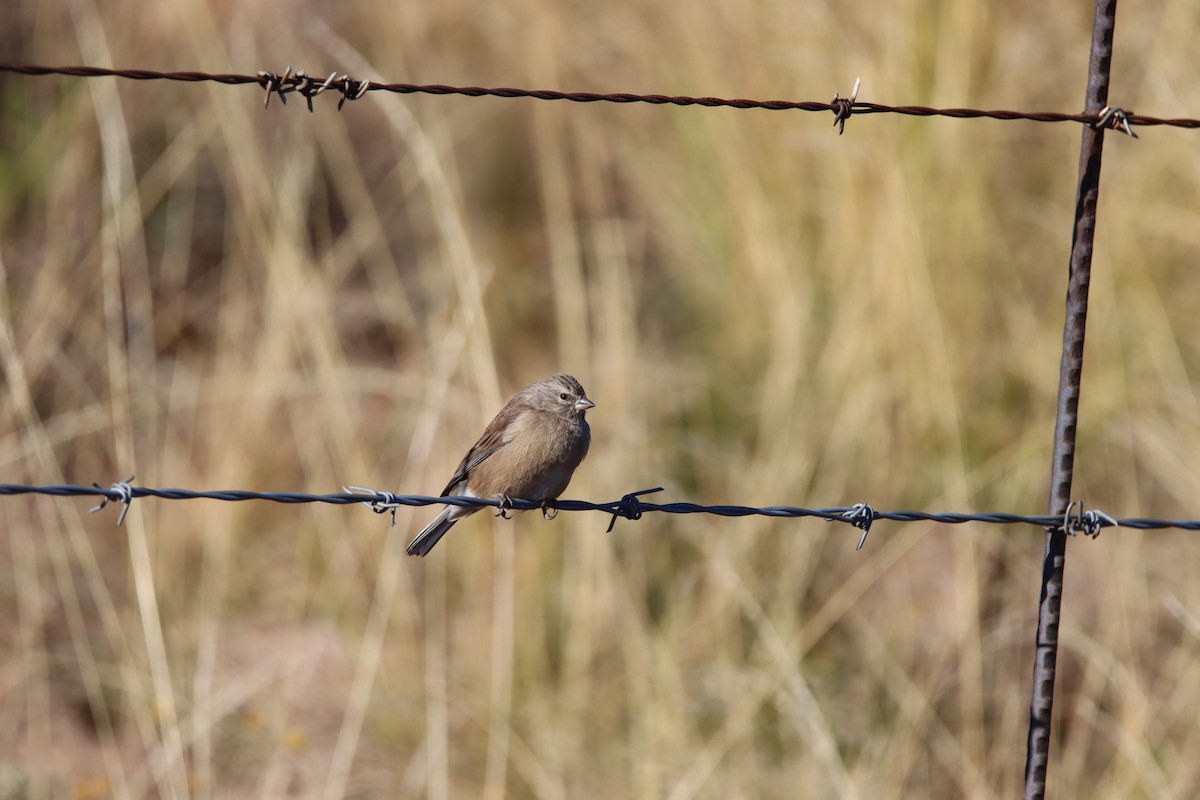 Drakensberg Siskin - ML646730757