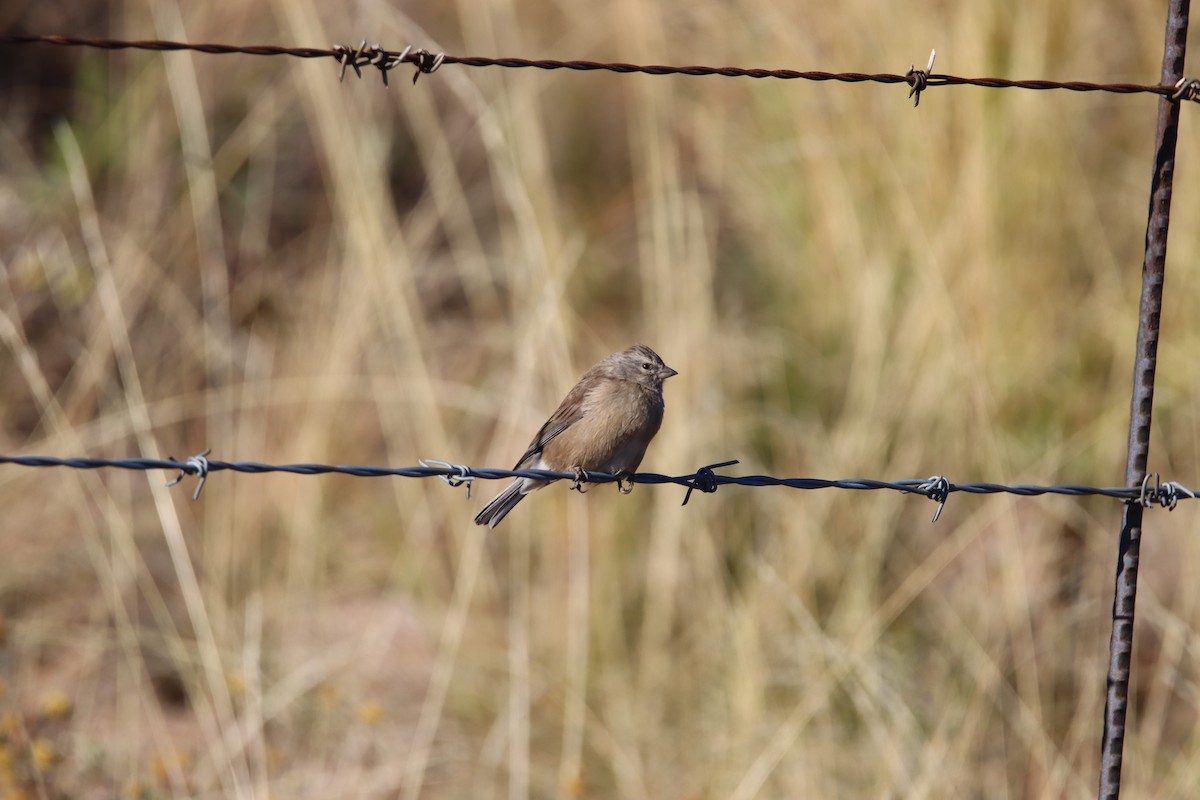Drakensberg Siskin - ML646730758