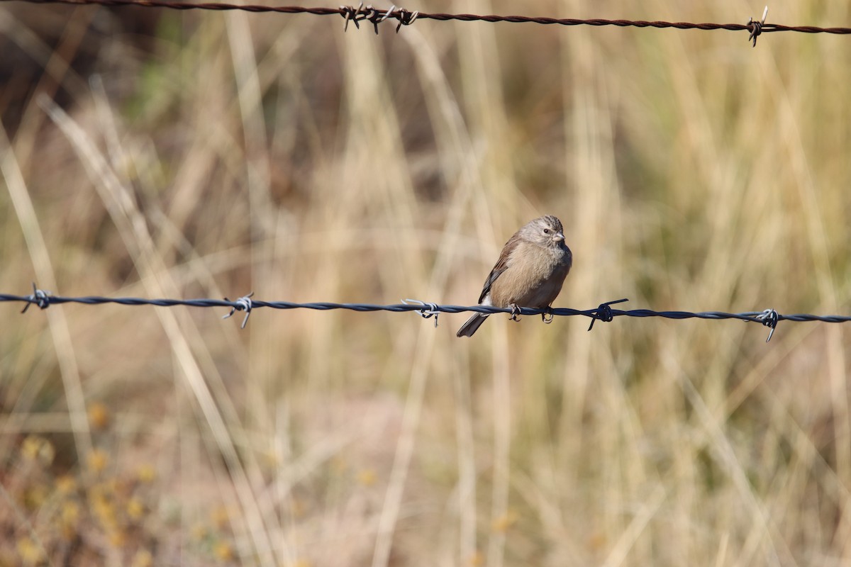 Drakensberg Siskin - ML646730759