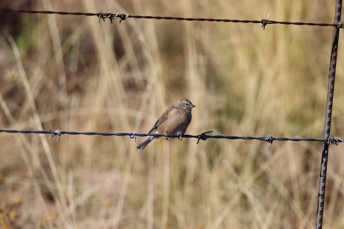 Drakensberg Siskin - ML646730760