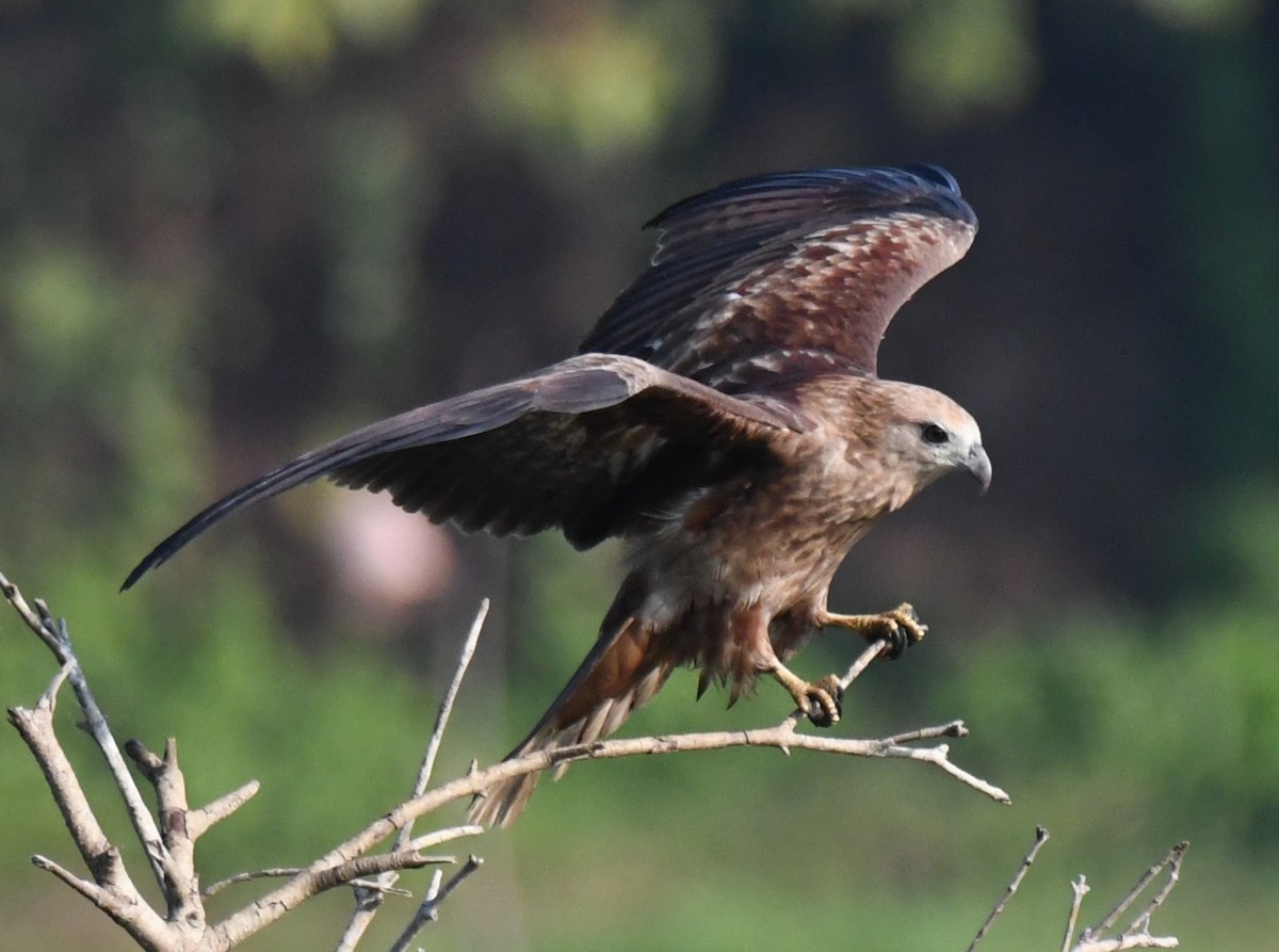 Brahminy Kite - ML646730762
