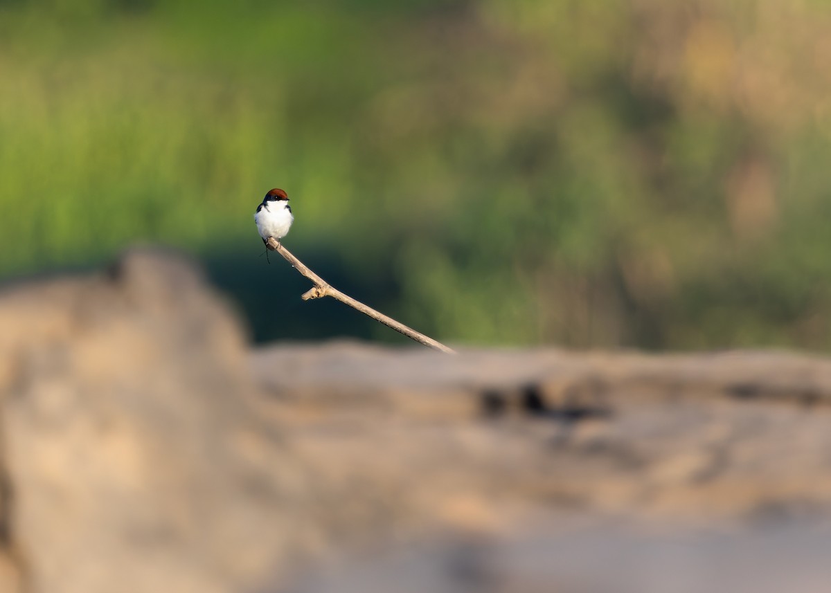 Wire-tailed Swallow - ML646730763