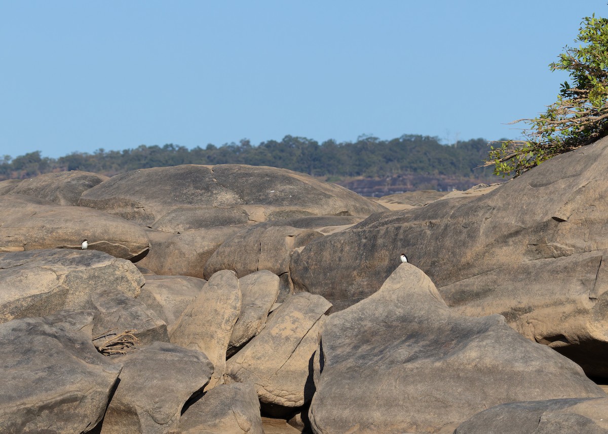 Wire-tailed Swallow - ML646730764