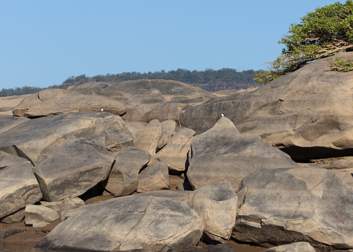 Wire-tailed Swallow - ML646730765