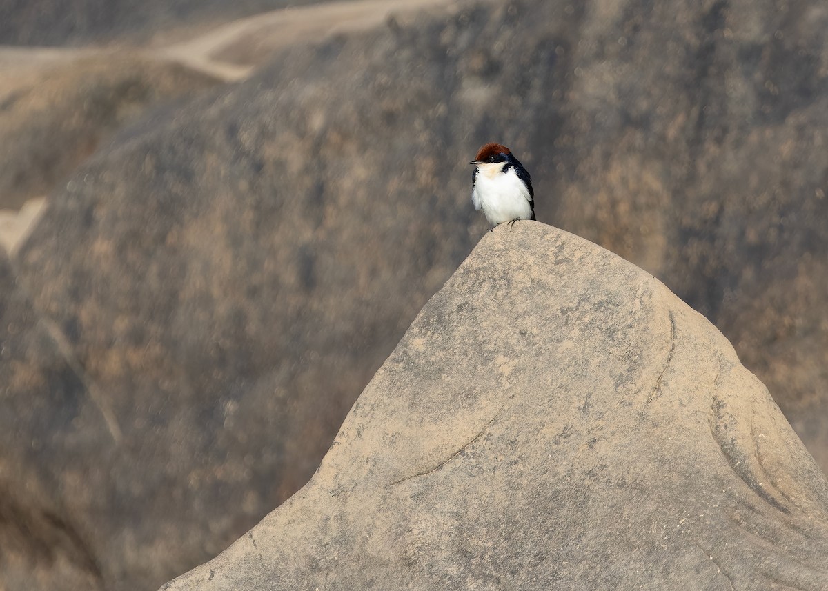 Wire-tailed Swallow - ML646730766