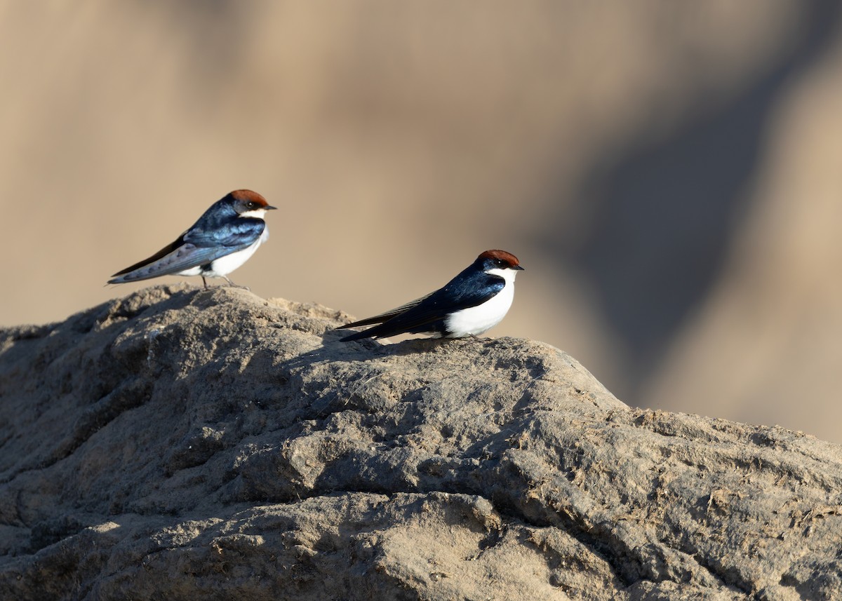 Wire-tailed Swallow - ML646730767