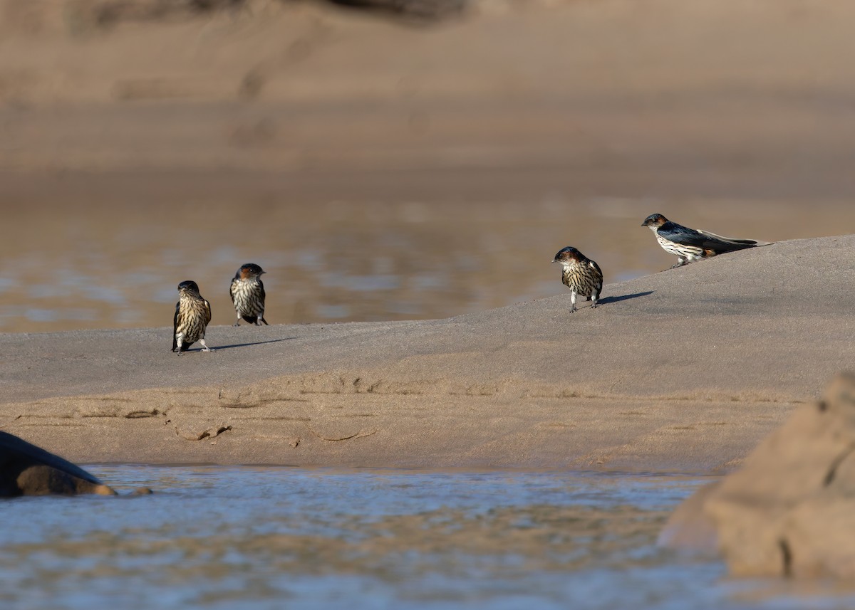 Eastern Red-rumped Swallow (Striated) - ML646730768