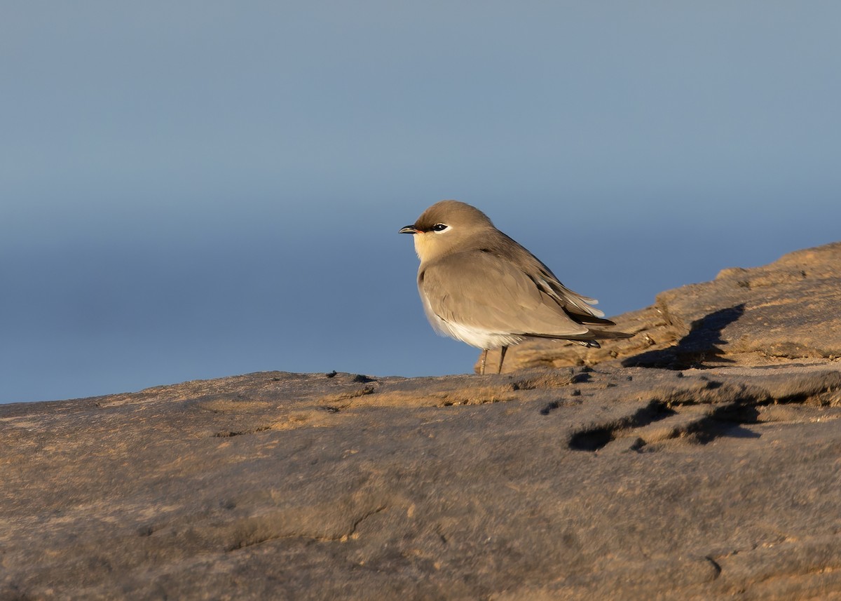 Small Pratincole - ML646730769