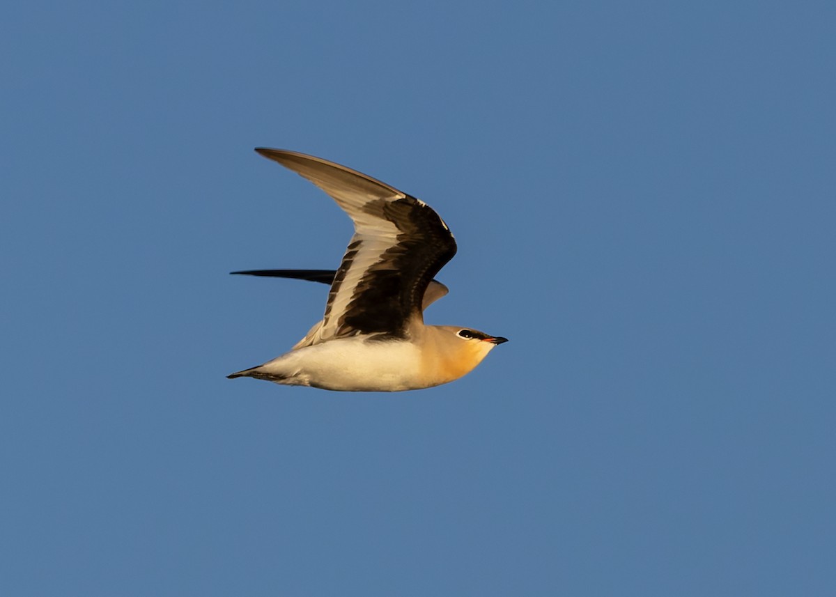 Small Pratincole - ML646730770