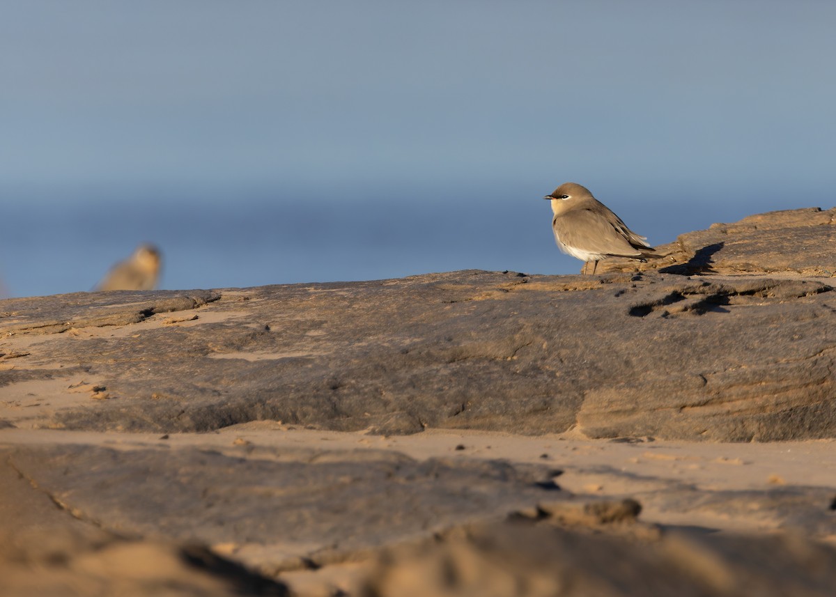 Small Pratincole - ML646730771
