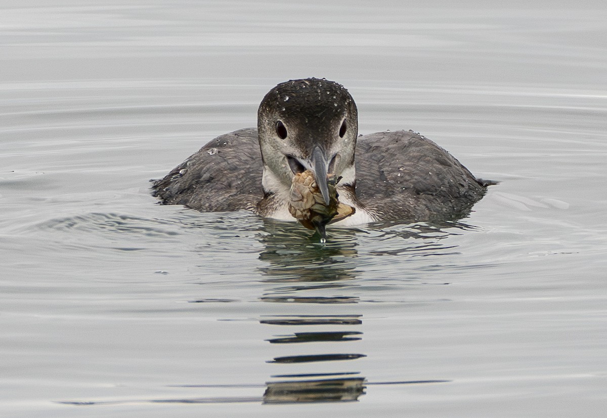 Common Loon - ML646730772