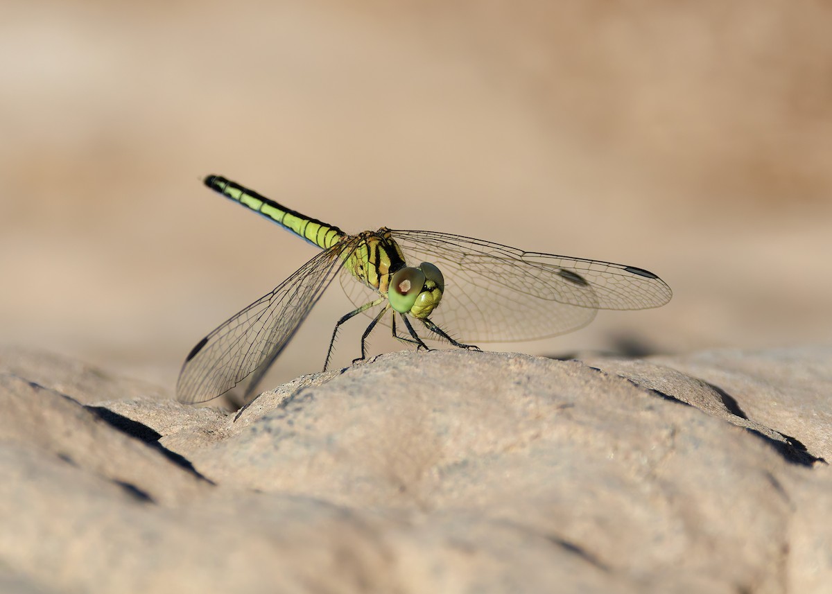 Dancing Dropwing - ML646730774