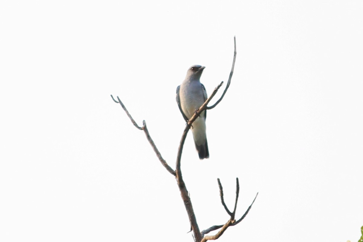 Indian Cuckooshrike - ML646730775