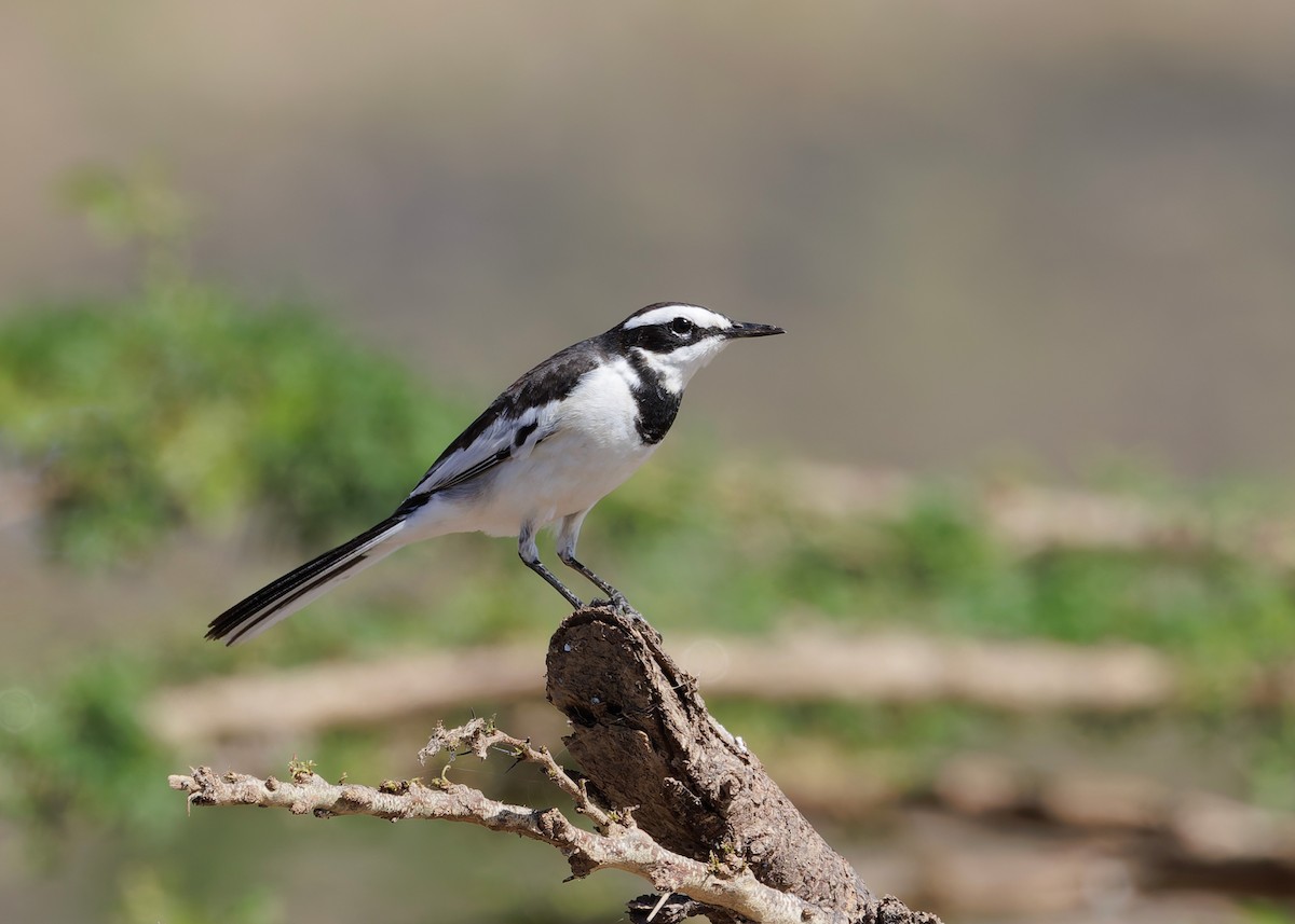 Mekong Wagtail - ML646730776