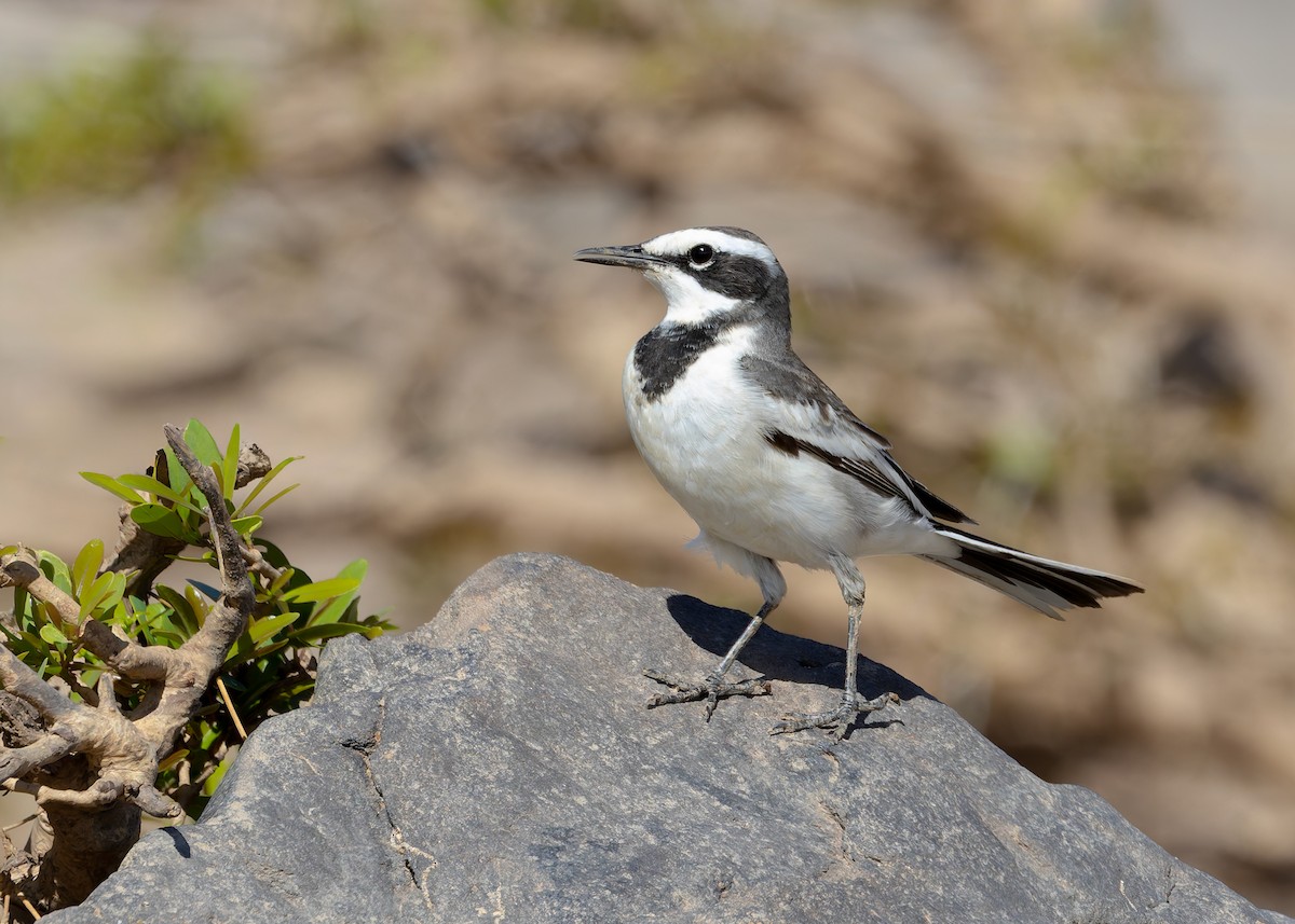 Mekong Wagtail - ML646730777