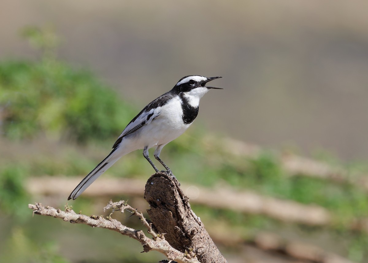 Mekong Wagtail - ML646730778