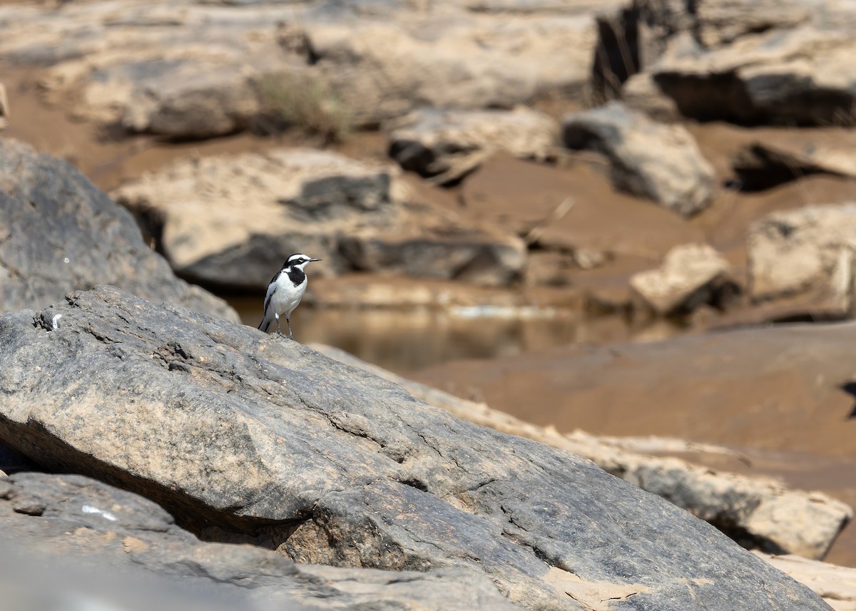 Mekong Wagtail - ML646730779