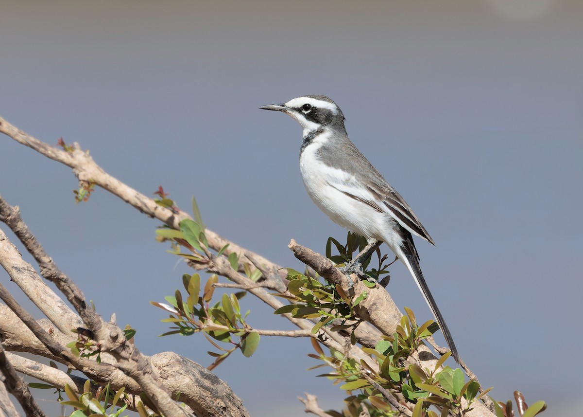 Mekong Wagtail - ML646730780