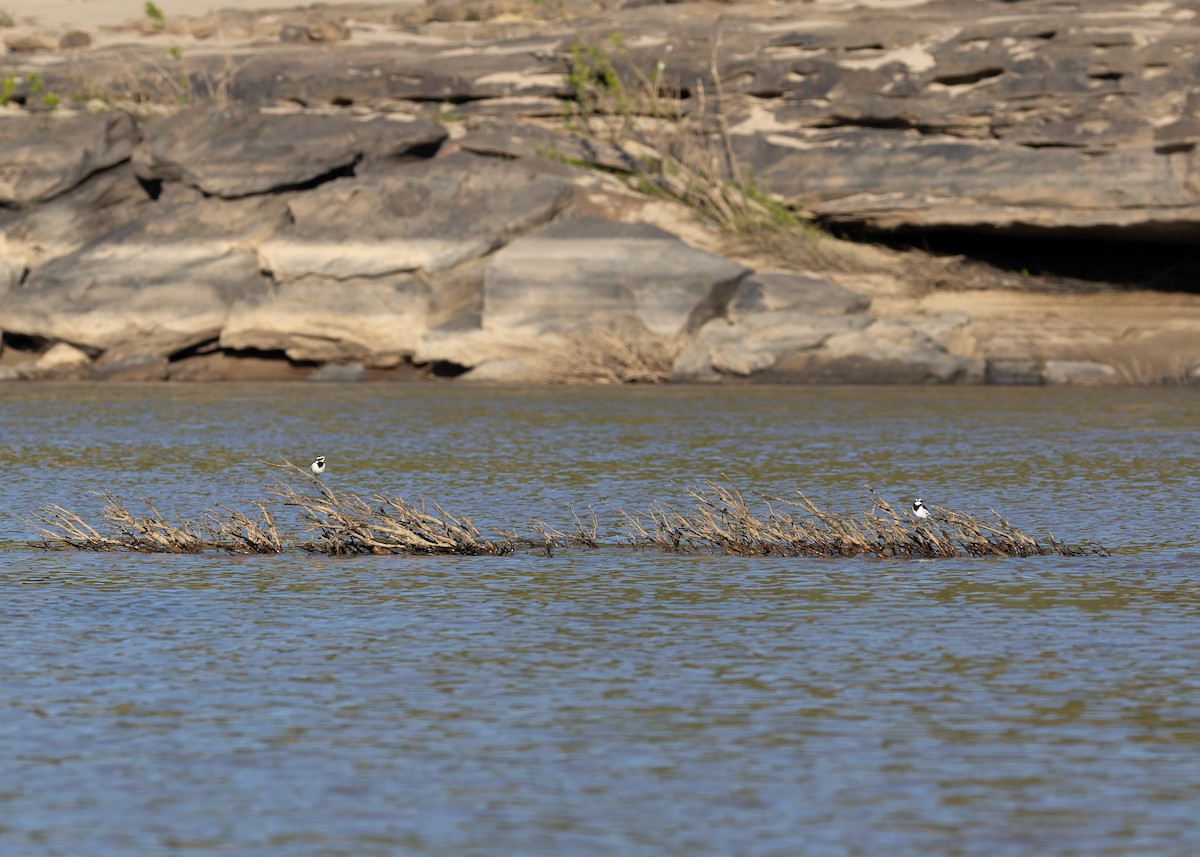 Mekong Wagtail - ML646730781
