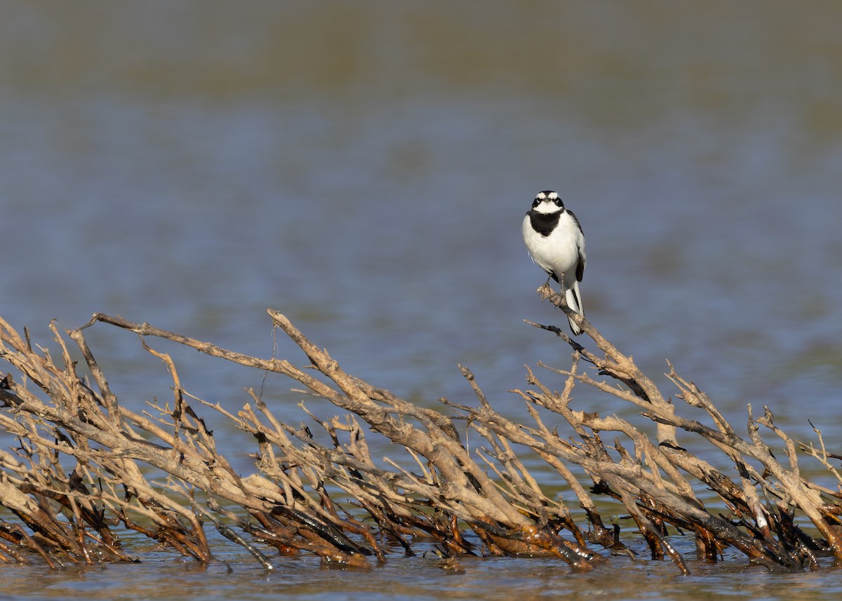 Mekong Wagtail - ML646730782