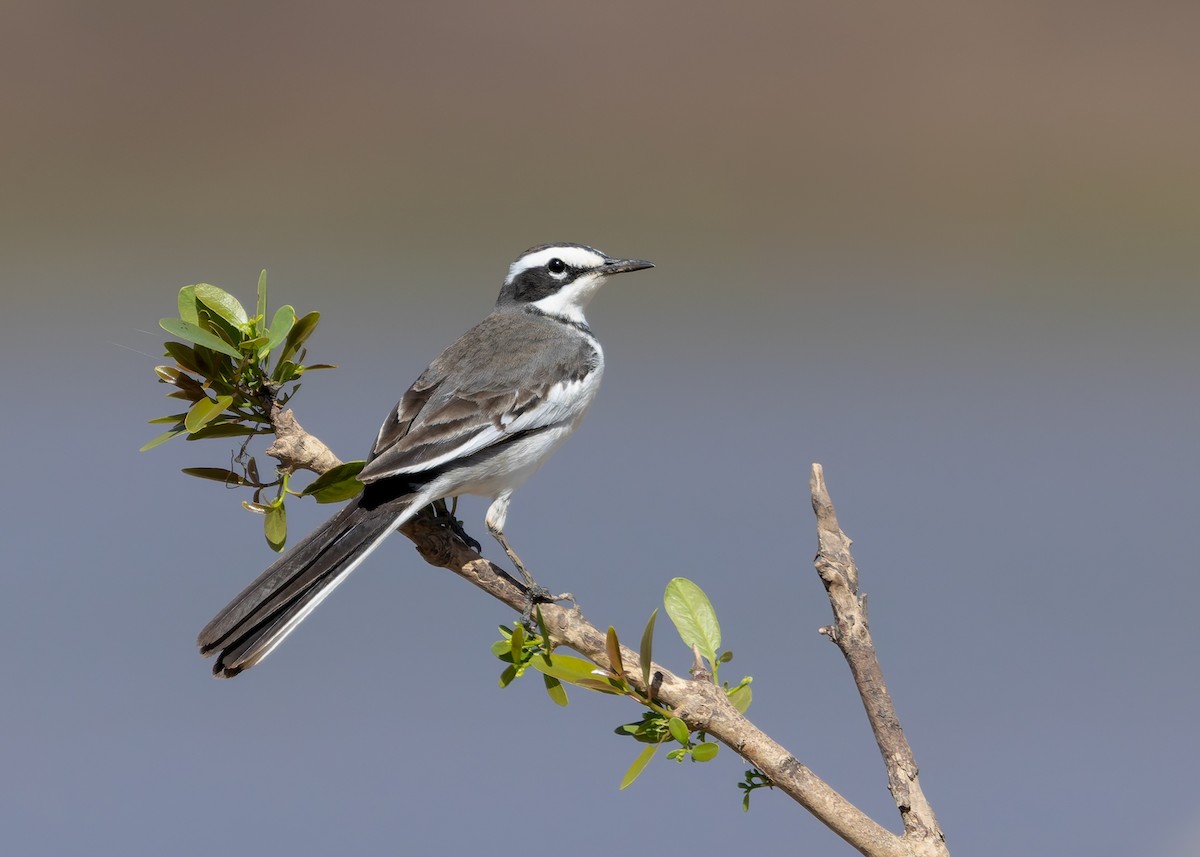 Mekong Wagtail - ML646730783