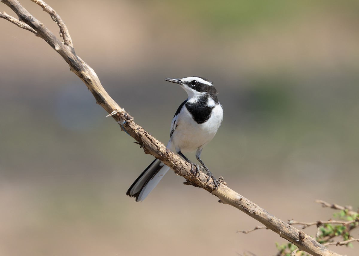 Mekong Wagtail - ML646730784