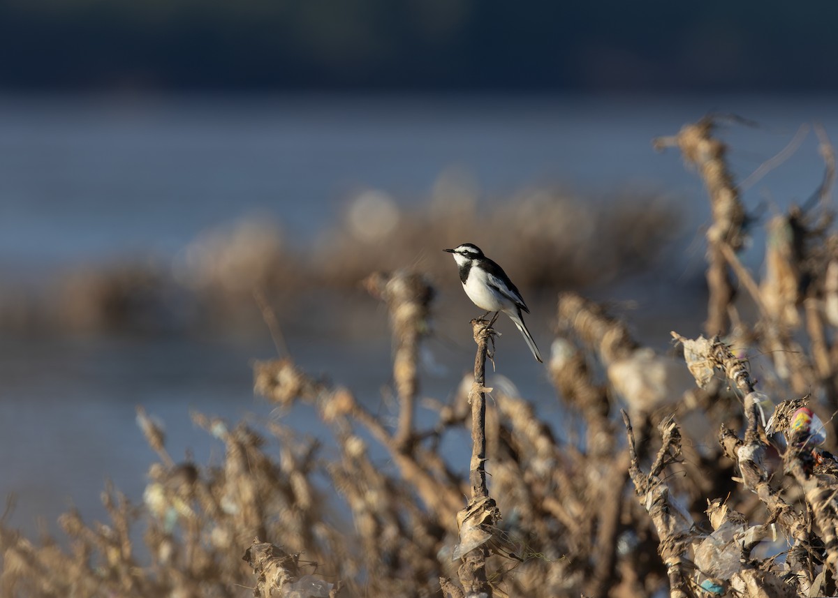 Mekong Wagtail - ML646730785