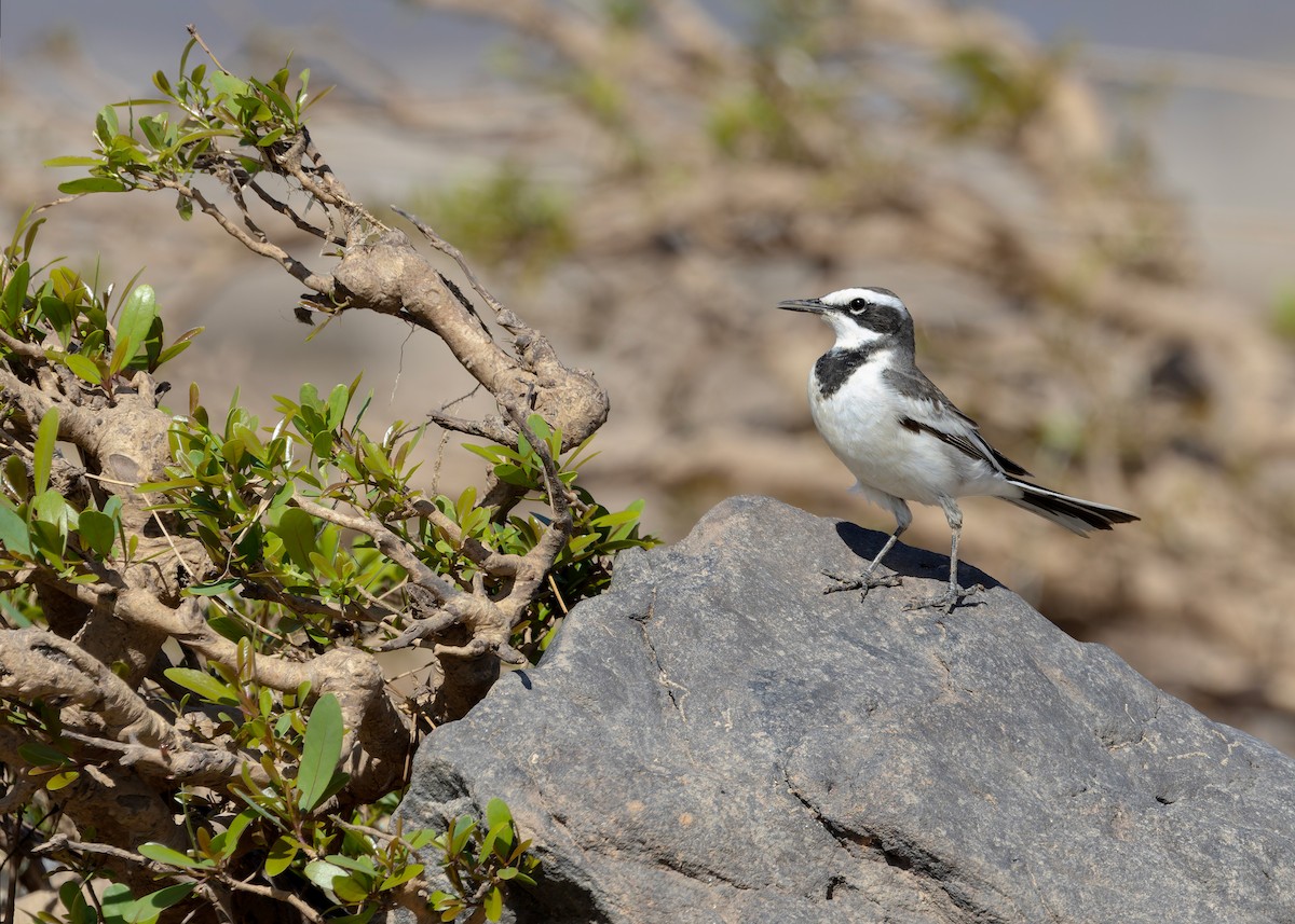 Mekong Wagtail - ML646730786