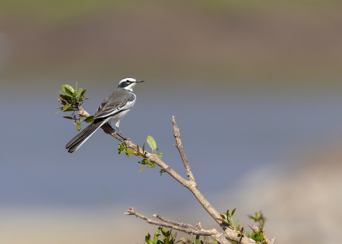 Mekong Wagtail - ML646730787