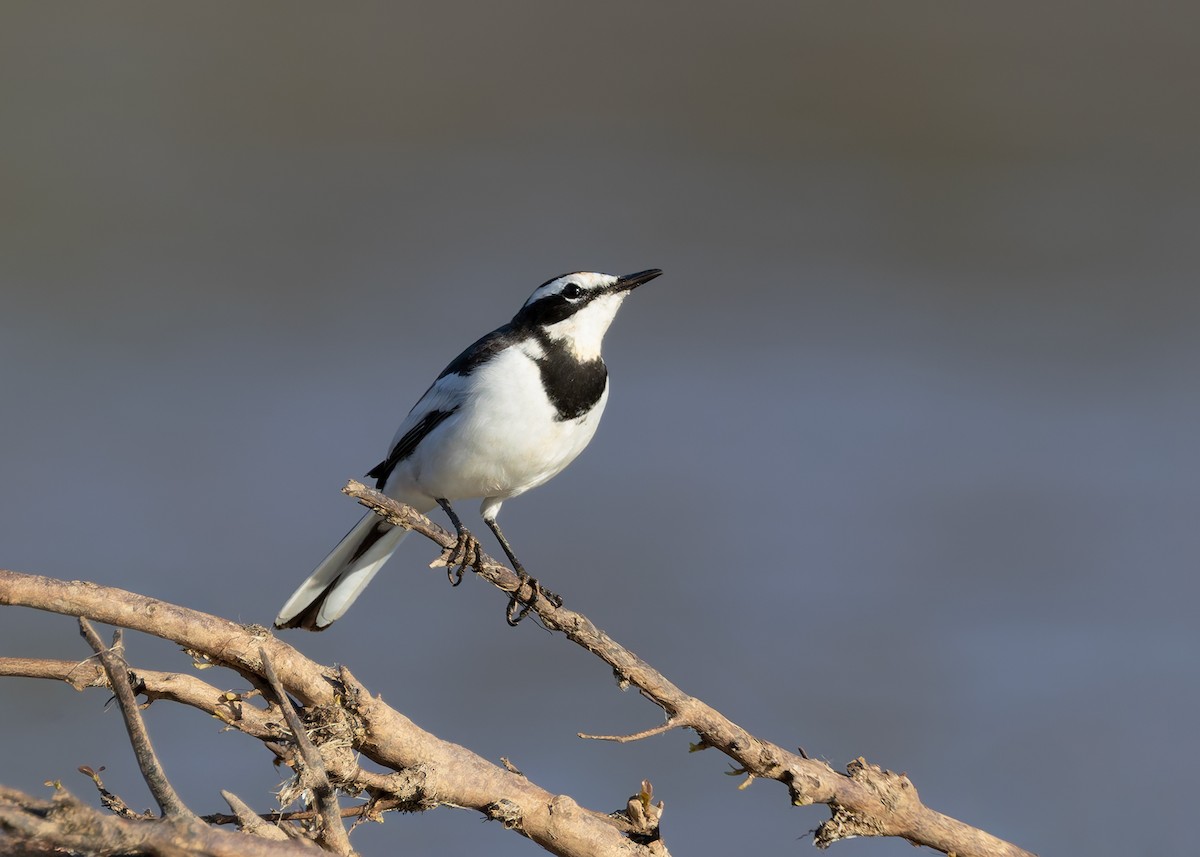 Mekong Wagtail - ML646730789