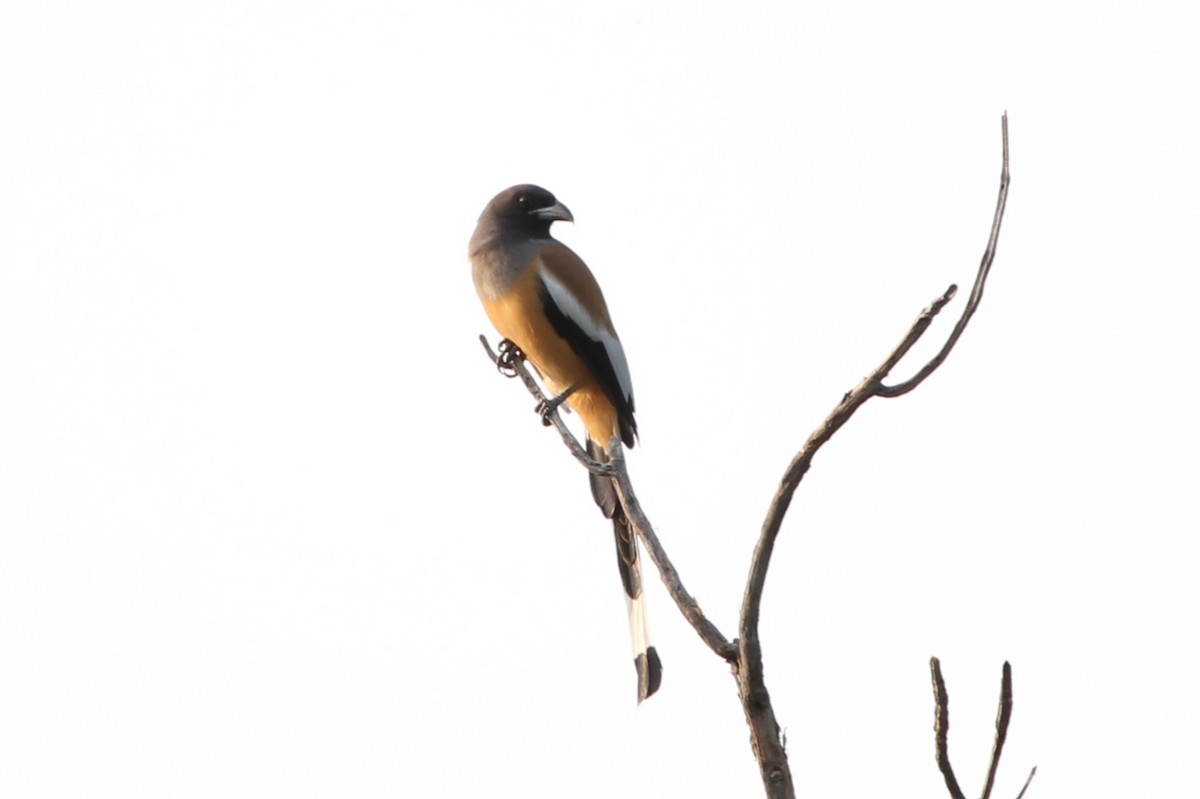 Rufous Treepie - ML646730790