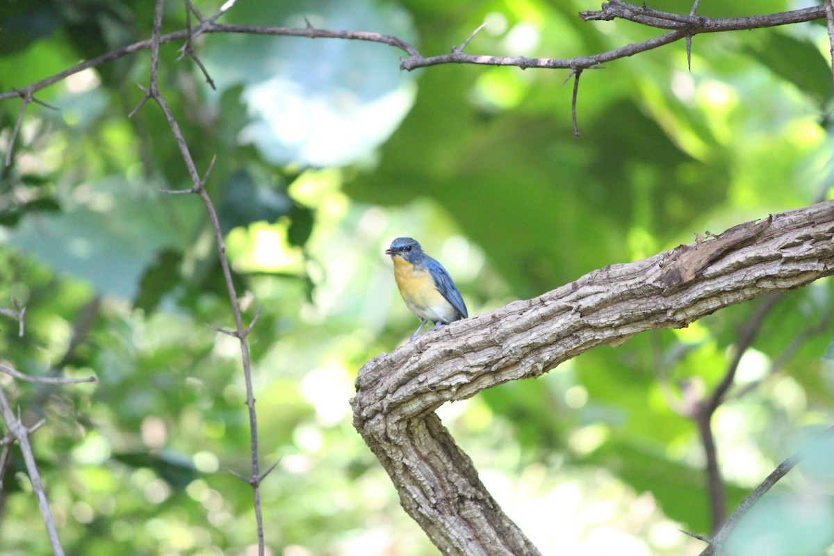 Tickell's Blue Flycatcher - ML646730794