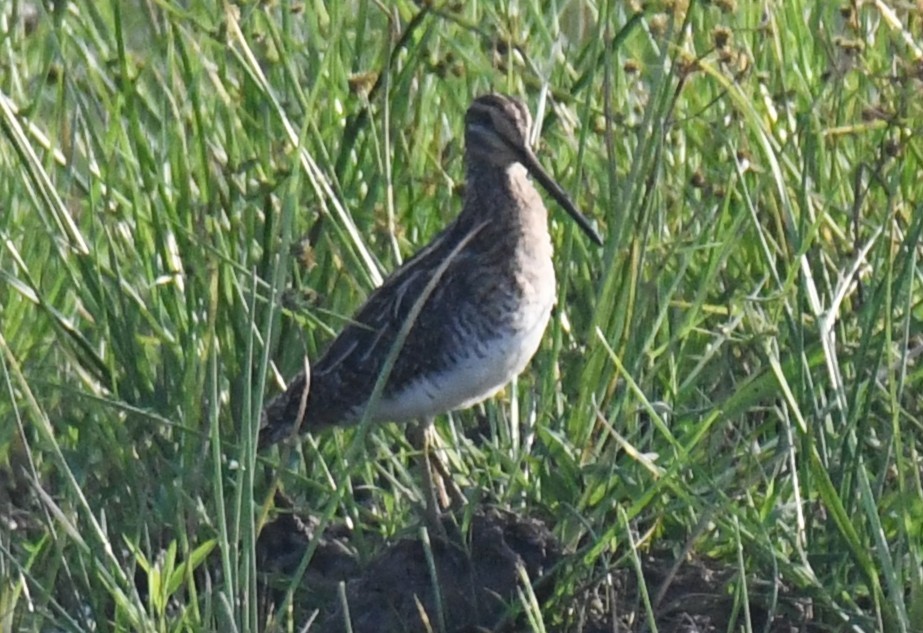 Agachadiza Común - ML646730797