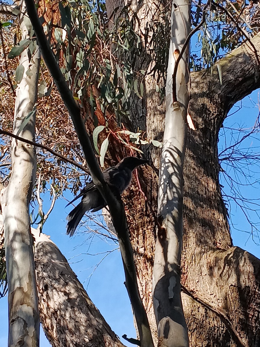 Verdugo Pío - ML646730801