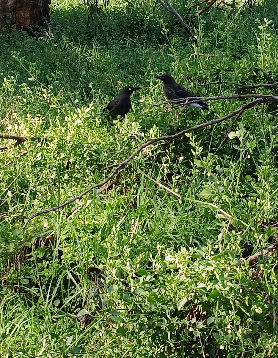 Verdugo Pío - ML646730802