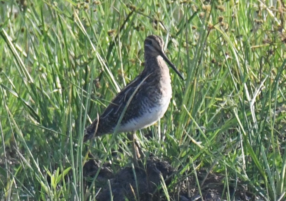 Agachadiza Común - ML646730803