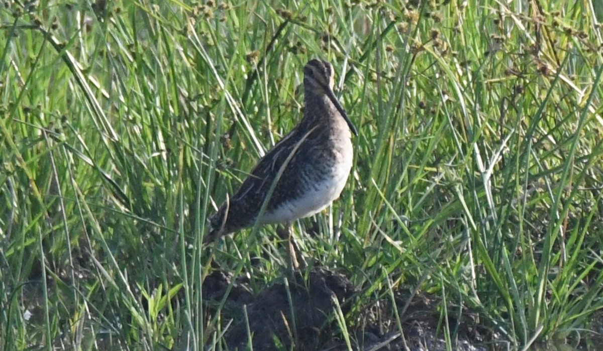 Agachadiza Común - ML646730804