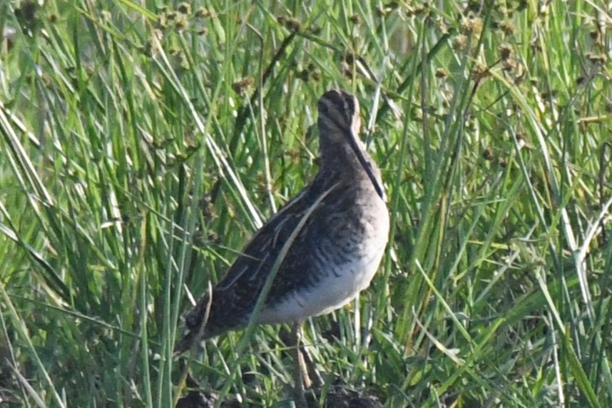 Agachadiza Común - ML646730805